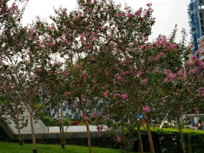 大安森林公園紫薇花海與水鳥共舞!(照片台北市政府提供)