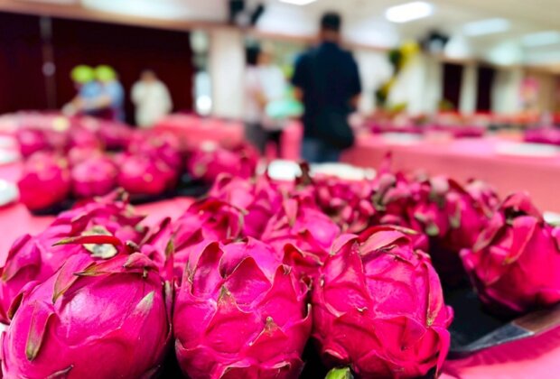 宜縣紅龍果界的奧運 甜度22度奪冠!