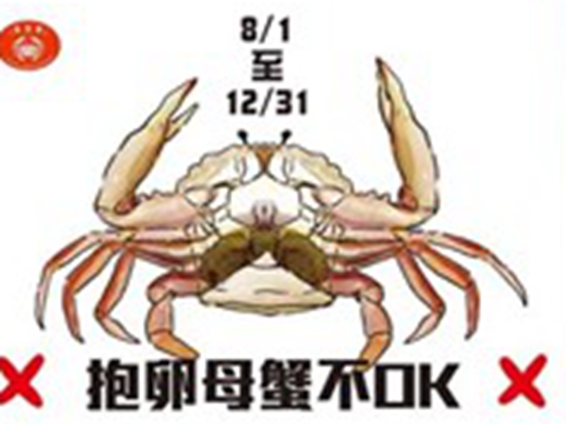8月1日至12月31日禁止捕撈抱卵母蟹