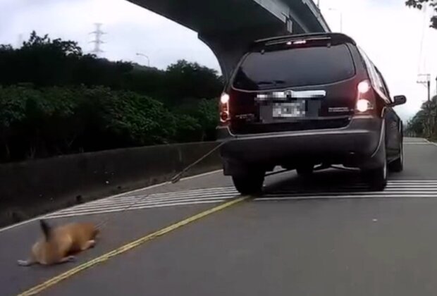 毛小孩遭拖行！飼主恐遭重罰並終身禁養寵物