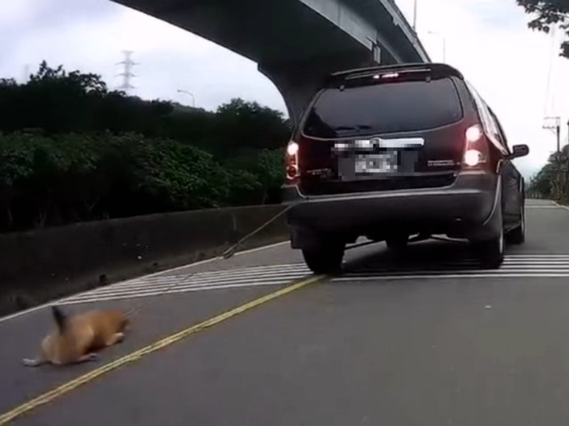 毛小孩遭拖行!飼主恐遭重罰並終身禁養寵物
