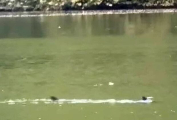 宜蘭梅花湖傳水怪 原來是1公尺長「烏鰡」