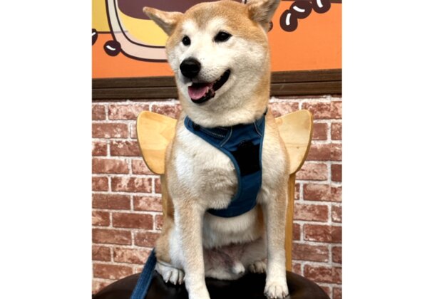 狗狗肺黑黑不是髒 是你抽菸害的！