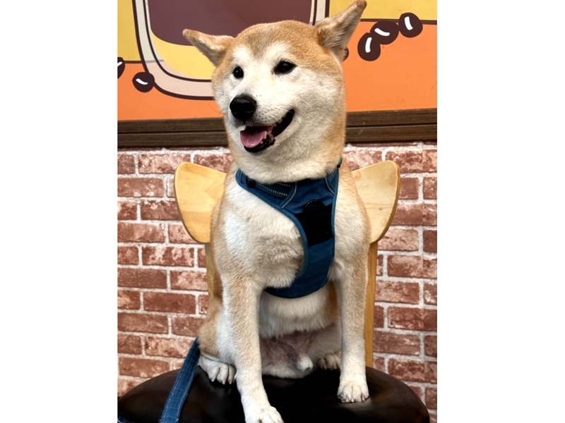 狗狗肺黑黑不是髒 是你抽菸害的！