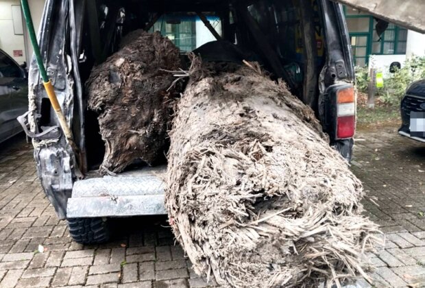 蘭陽溪盜扁柏價值12萬 星警逮山老鼠