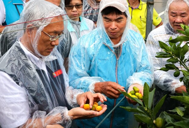宜蘭金柑產季遇強雨！林茂盛果園關心災情