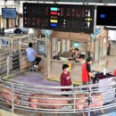 宜蘭毛豬首日拍559頭每公斤107.8元