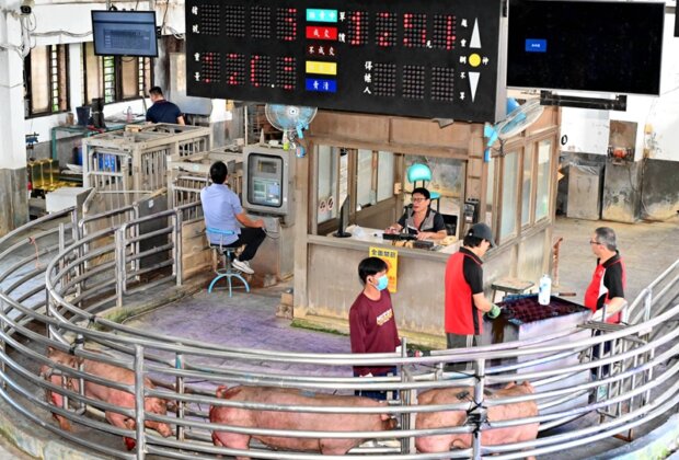宜蘭毛豬首日拍559頭每公斤107.8元