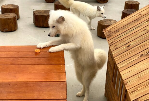 宜蘭全新秘境「遛遛三星」白狐狸迎賓超吸睛