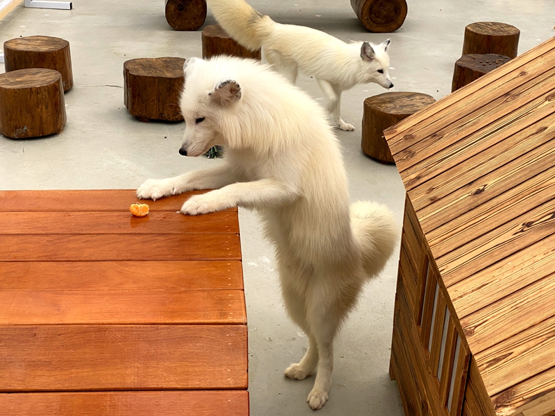 宜蘭全新秘境「遛遛三星」白狐狸迎賓超吸睛