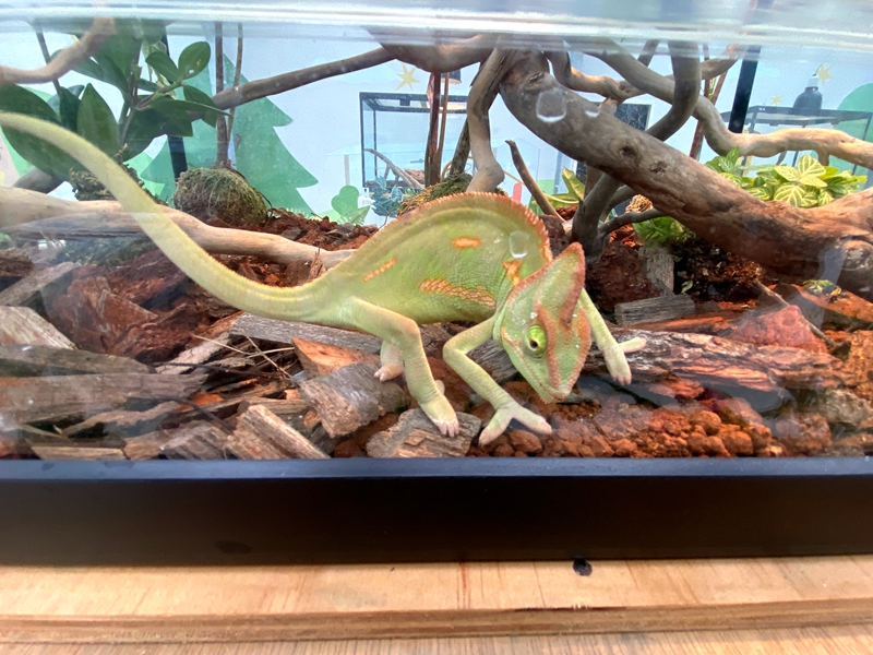 宜蘭全新秘境「遛遛三星」白狐狸迎賓超吸睛