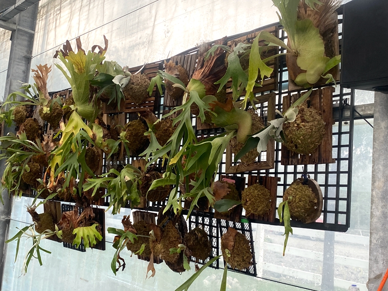 宜蘭全新秘境「遛遛三星」白狐狸迎賓超吸睛