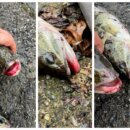 員山餐廳魚池遭垂釣 三人到案依毀損偵辦(網友提供)