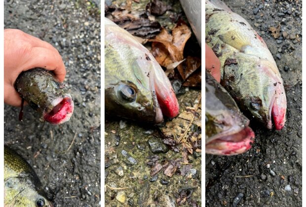 員山餐廳魚池遭垂釣 三人到案依毀損偵辦(網友提供)