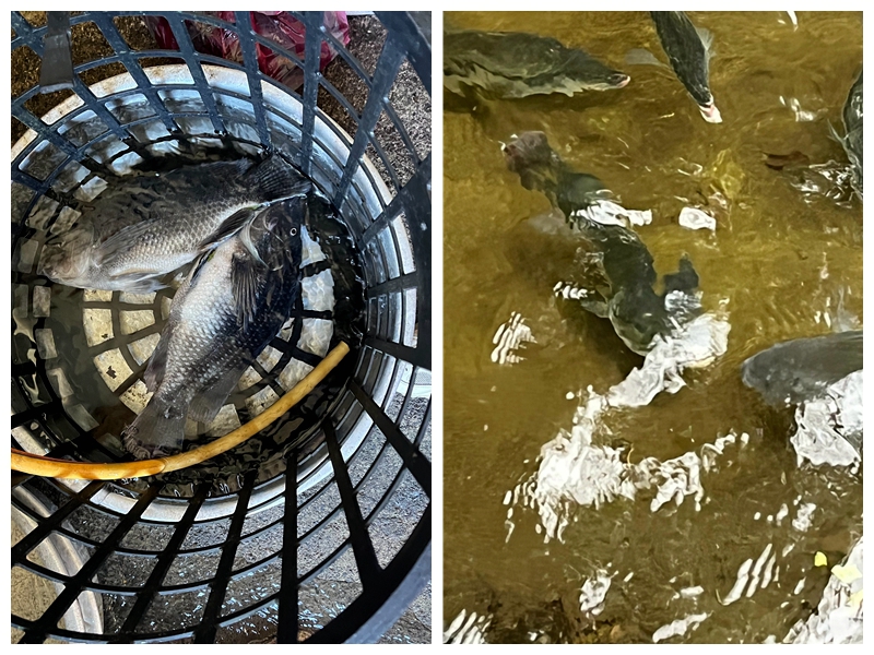 員山餐廳魚池遭垂釣 三人到案依毀損偵辦(網友提供)