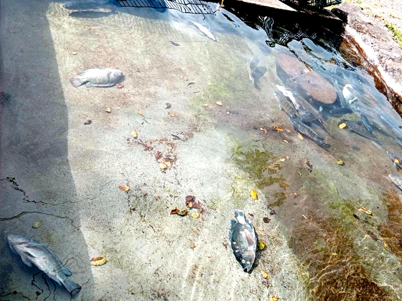 員山餐廳魚池遭垂釣 三人到案依毀損偵辦(網友提供)