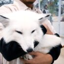 全台首推白狐親子農場 遛遛三星讓您療癒!