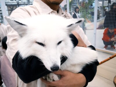 全台首推白狐親子農場 遛遛三星讓您療癒!