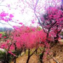 冬山舊寮松櫻祕境花開 免費入園遠眺龜山島