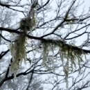 太平山變身冬景冰霰霧淞現身 入夜恐迎降雪