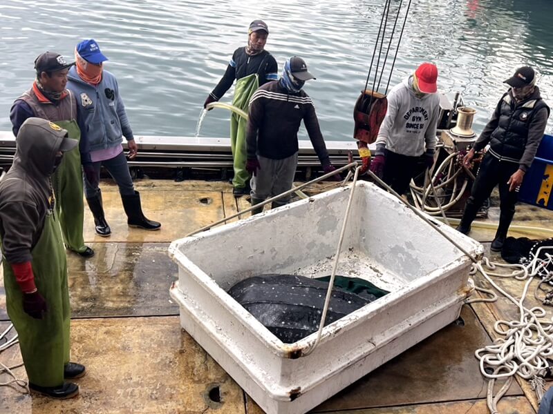 頭城梗枋漁港誤捕巨型革龜 海巡急救援