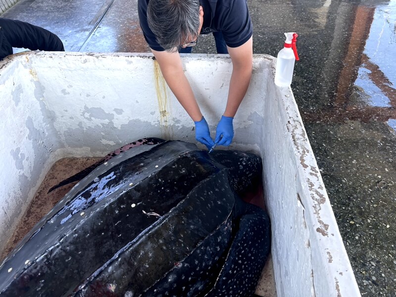 頭城梗枋漁港誤捕巨型革龜 海巡急救援