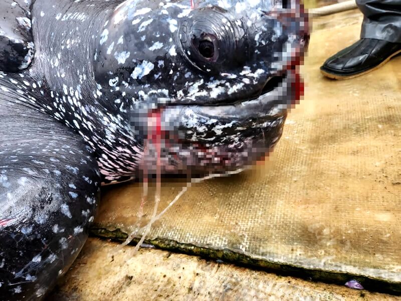 頭城梗枋漁港誤捕巨型革龜 海巡急救援