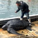 頭城梗枋漁港誤捕巨型革龜 海巡急救援