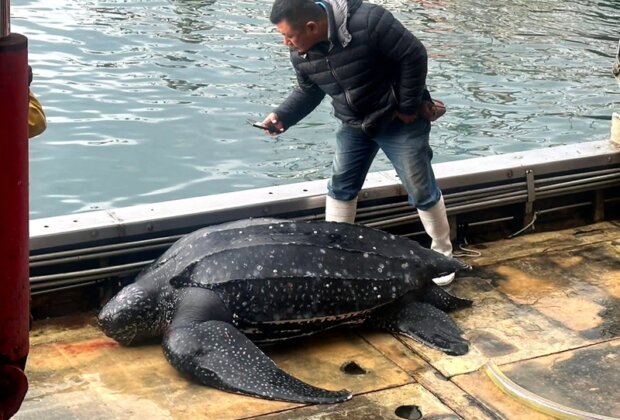 頭城梗枋漁港誤捕巨型革龜 海巡急救援