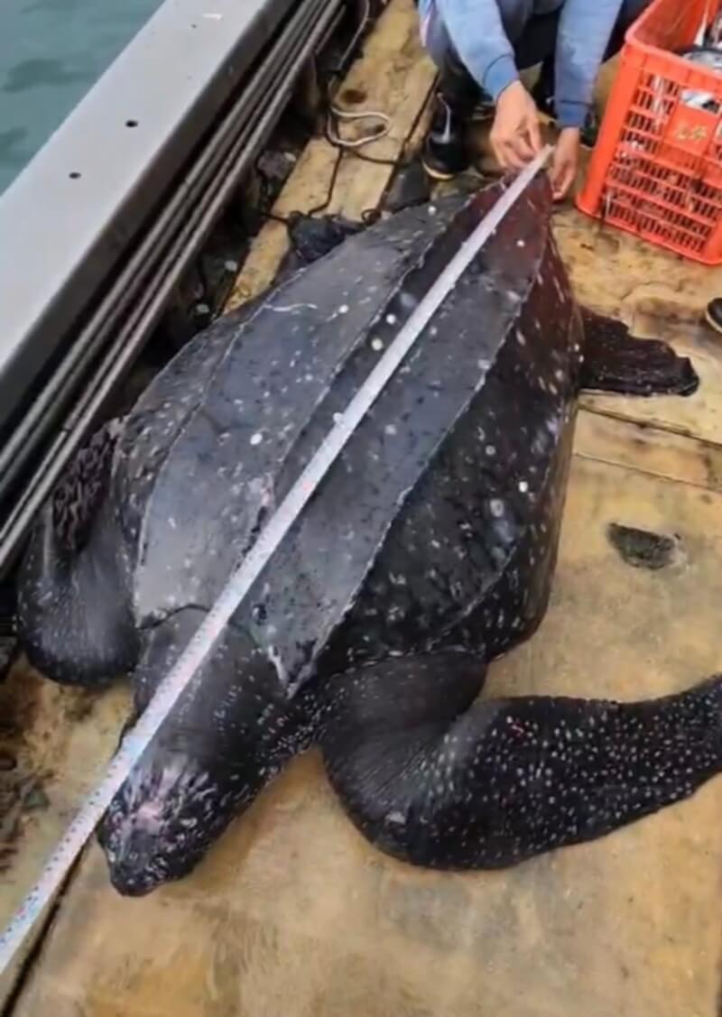 頭城梗枋漁港誤捕巨型革龜 海巡急救援