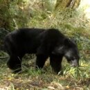 宜蘭首拍台灣黑熊 棲蘭山林道現蹤