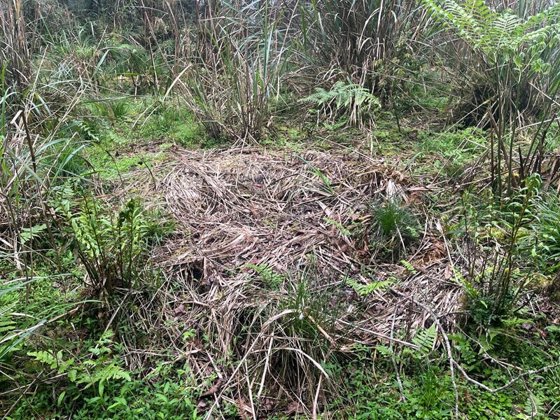 宜蘭首拍台灣黑熊 棲蘭山林道現蹤